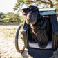 thule-bexey-dog-bed-medium